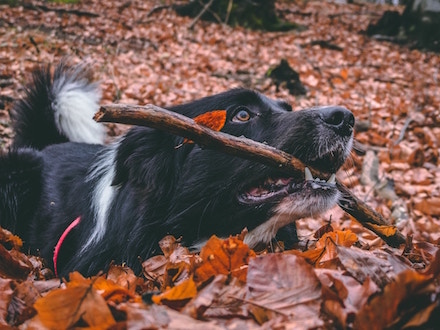 Dog playing in leaves with a stick in his mouth