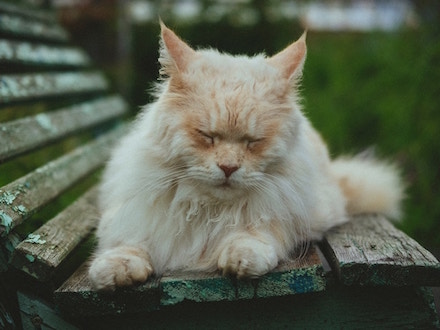 Cat resting on a bench