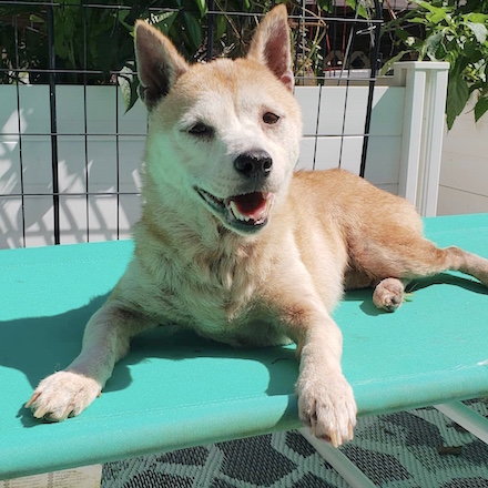 Zuki the dog recovered from atopic dermatitis with the help of gut restoration supplements.