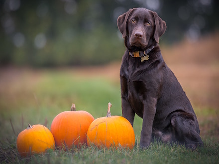 How to Give Your Pet a Safe & Spook-Free Halloween