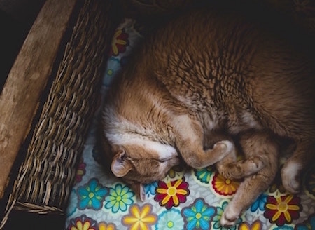 Cat in a cat bed sleeping