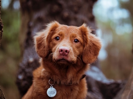 Sweet dog wearing his dog collar just in case he gets lost on Halloween