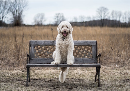 Dog with allergies sitting outside