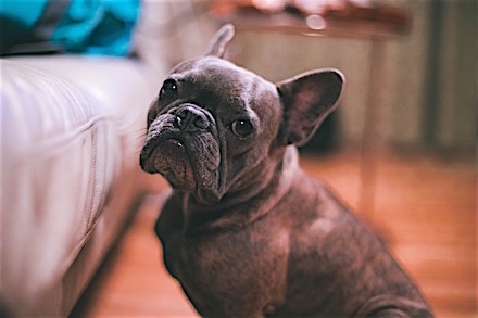 Frech Bulldog with skin dermatitis