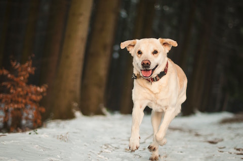 Does your dog have diarrhea? C diff may be to blame