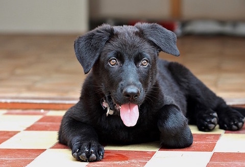 Cute puppy with C diff infection