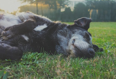 Sleeping dog