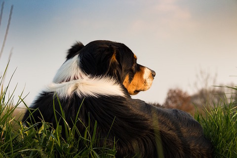 Dog outside resting