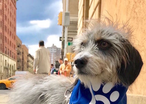 Doggy Diarrhea: Help for a Little Dog in the Big City