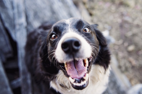Why does my dog eat poop?