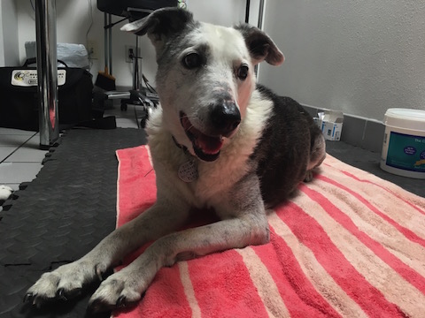 B12 Deficiency in Dogs and The Role of the Gut