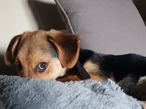 An anxious dog who is fearful