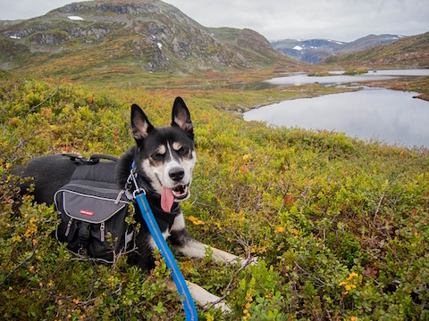 Can dog probiotics help certain behaviors like dog anxiety and aggression?