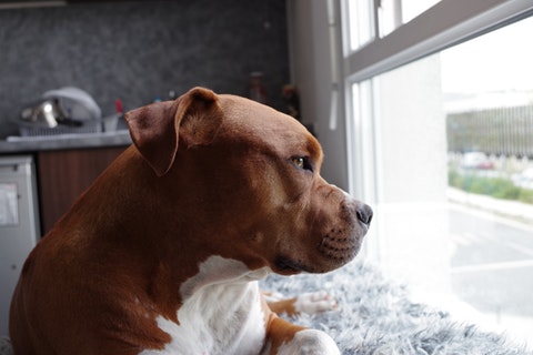 Anxious Pit Bull dog