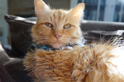 How a new gut remedy saved a cat's life