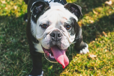 Sweet bulldog outside resting in the sun