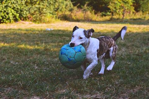 Cute dog carrying a ball in her mouth