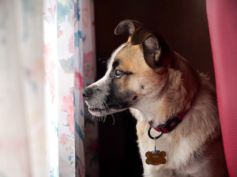 The Truth Aout Digestive Enzyme Supplements for Your Dog