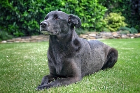 Black dog sitting on grass
