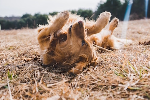 Cute dog laying on the ground, do dogs need a digestive enzyme supplement