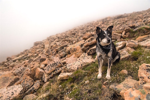 Mixed breed dog climbing rocks