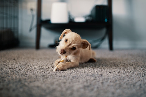 Dog eating a food treat