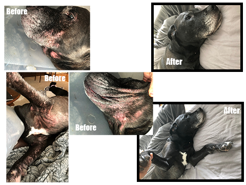 Hudson the dog before and after fecal transplant treatment