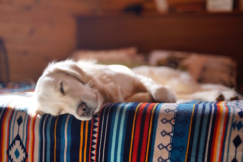 No guts, No Glory: Does my dog have gut issues?
