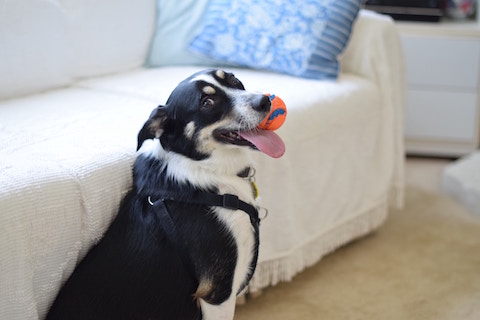 Inflammation in dogs