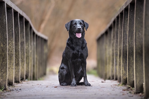 Black lab outside with tongue out