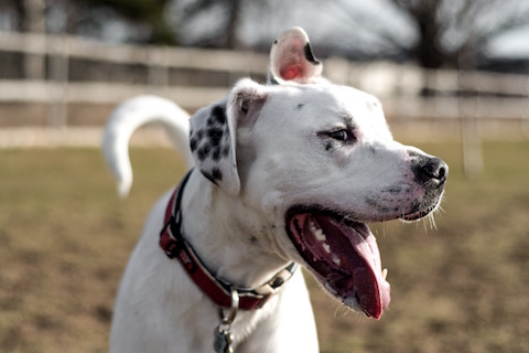 Dog running outdoors