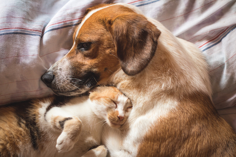 How to Create the Best Diet for Your Pet's Health