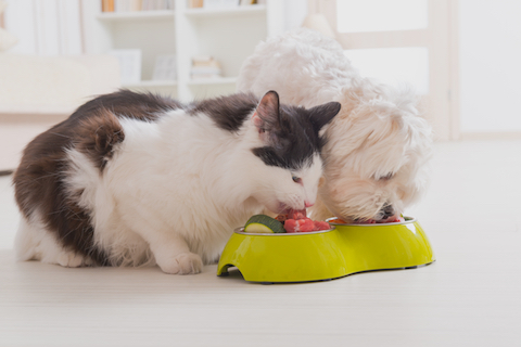 cat and dog eating whole nutritous food