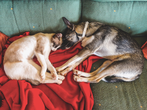 Cat and dog sleeping together on a couch