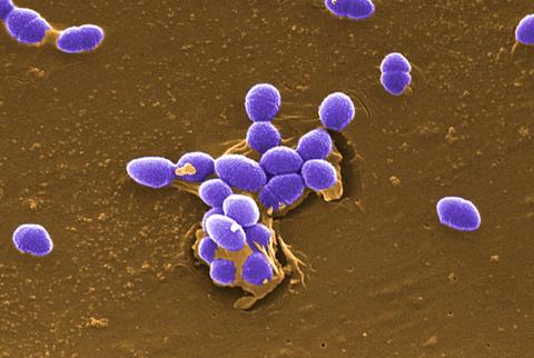 purple germs with brown background - AnimalBiome