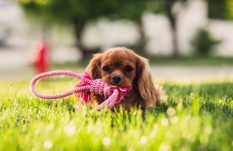 dog probiotics