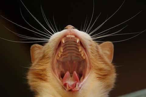 cats and dental health