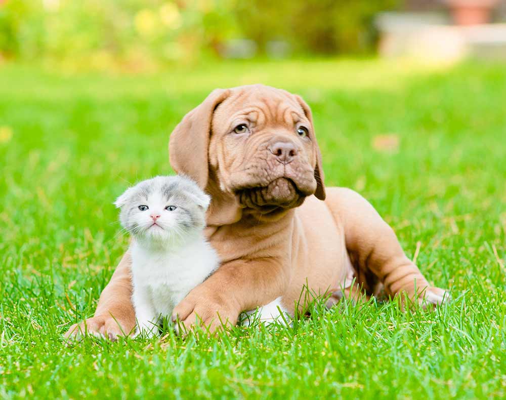 Dog Has Digestive Issues- A Fecal Transplant Can Help AnimalBiome