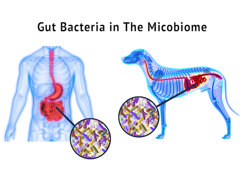 The Lastest Advancements in Microbiome Health