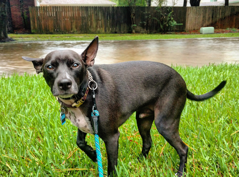 Lessons from Katrina: How to Keep Pets Safe in a Hurricane