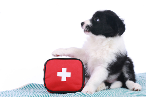 Pack an emergency kit or go bag for your dog or cat