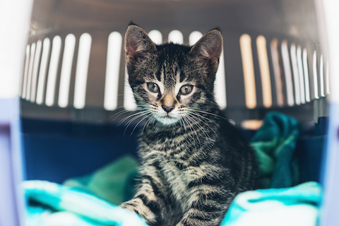 Make sure your cat or dog is carrier ready to keep pets safe