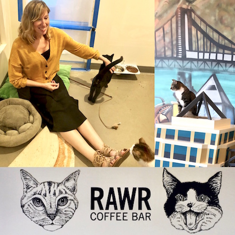 AnimalBiome visits Cat Town in Oakland