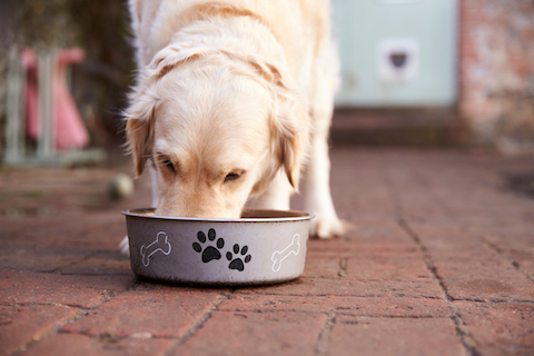 How can a dog's food lead to inflammation?