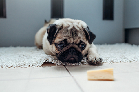 Dog with food sensitivities