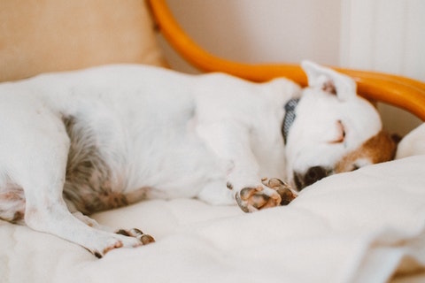 A dog with chronic inflammation