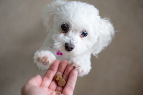 A dog's gut microbiome is involved in inflammation