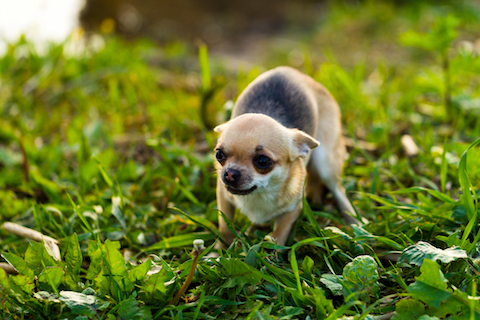 Some dogs might eat poop because they are anxious