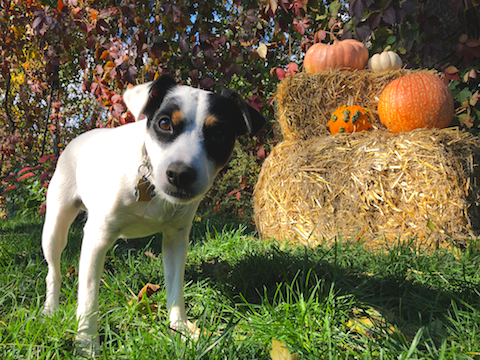Ensure your pet has tags and is microchipped just in case they run away.
