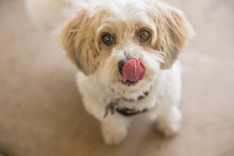 Pupping licking his face awaiting dog treats.